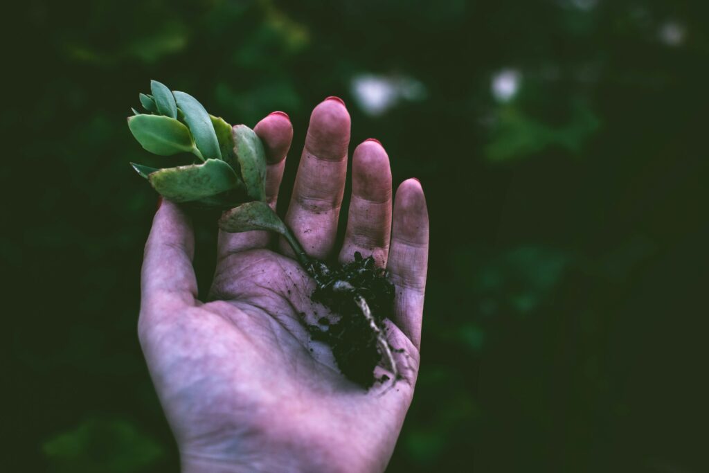 a hand holding a root of a plant